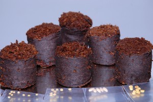 Chilisamen in Anzuchtstöpfchen